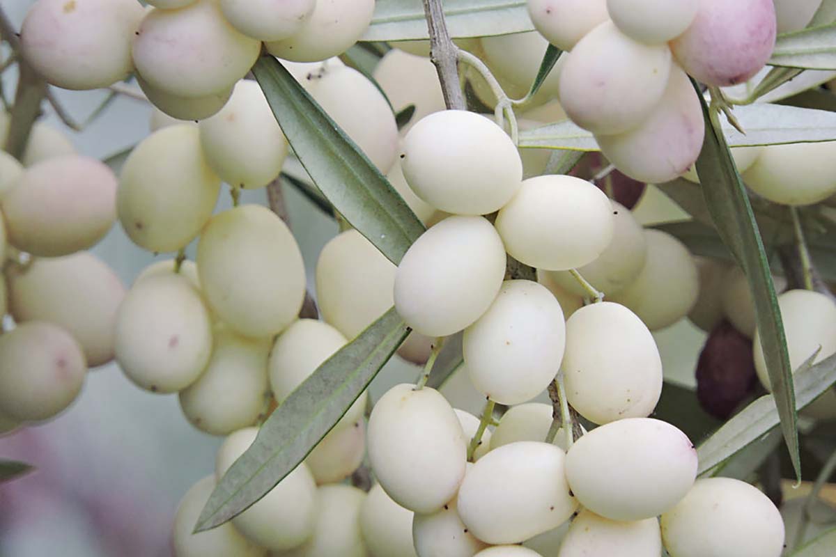 olivo bianco soccorso