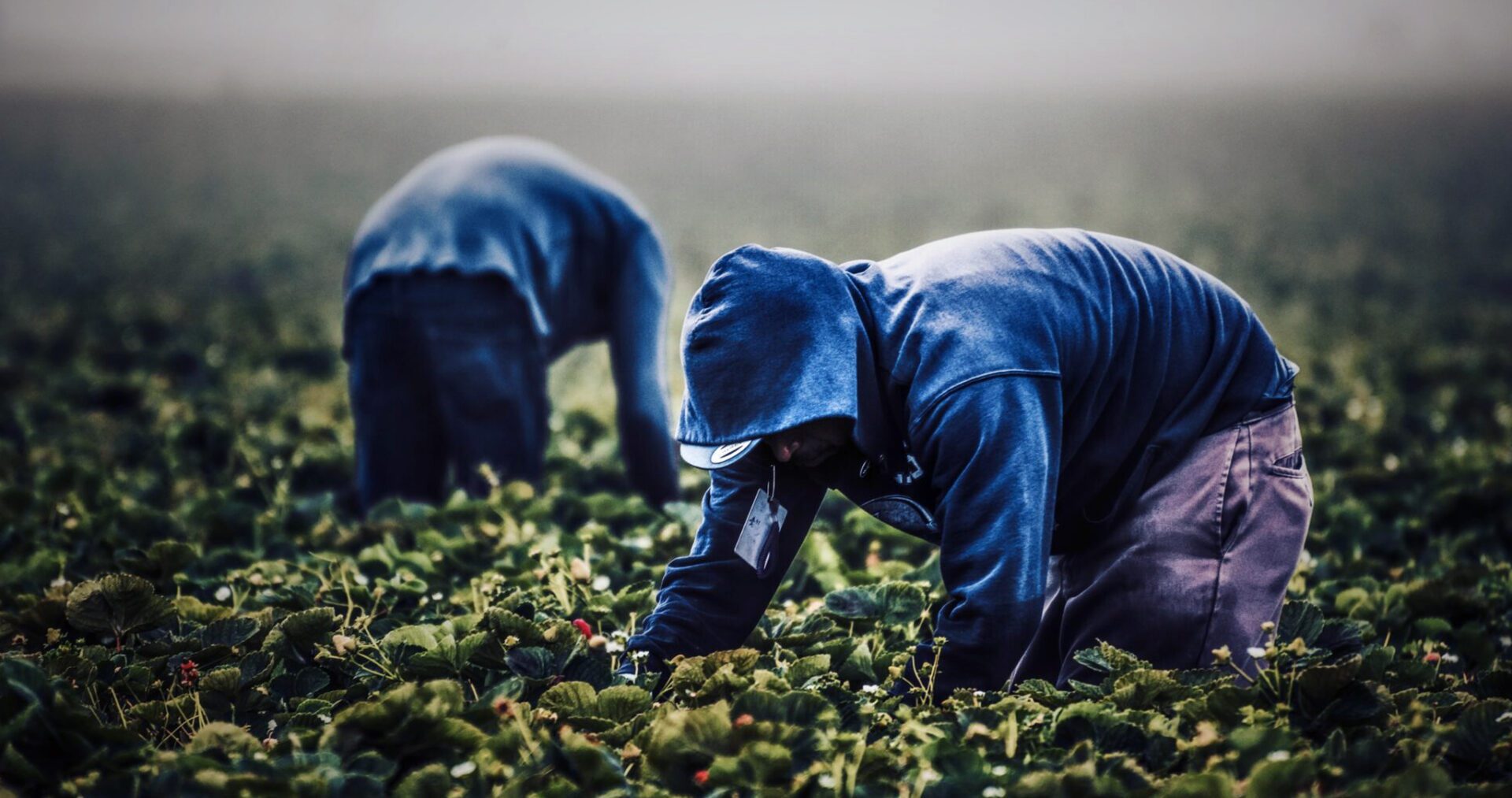 mercificazione lavoro