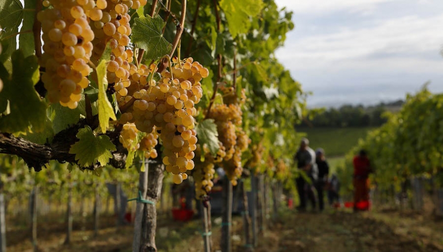 Onav corso assaggiatori vino