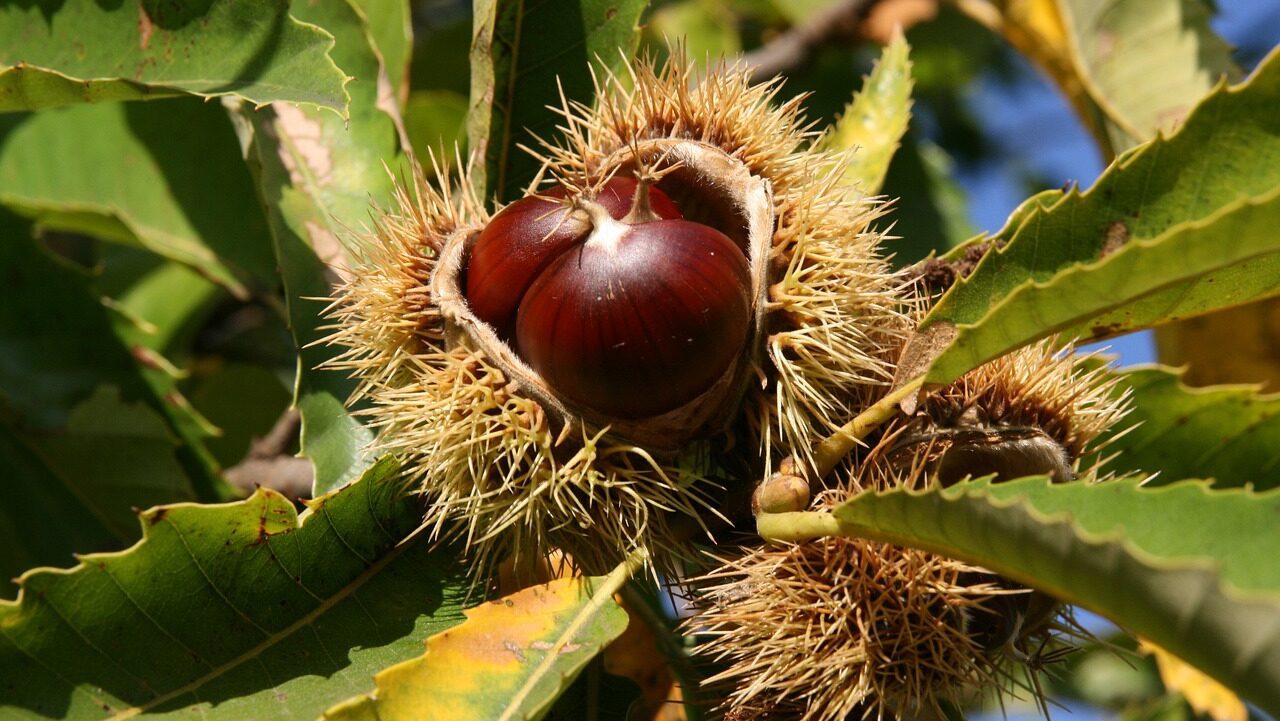 GustAutunno