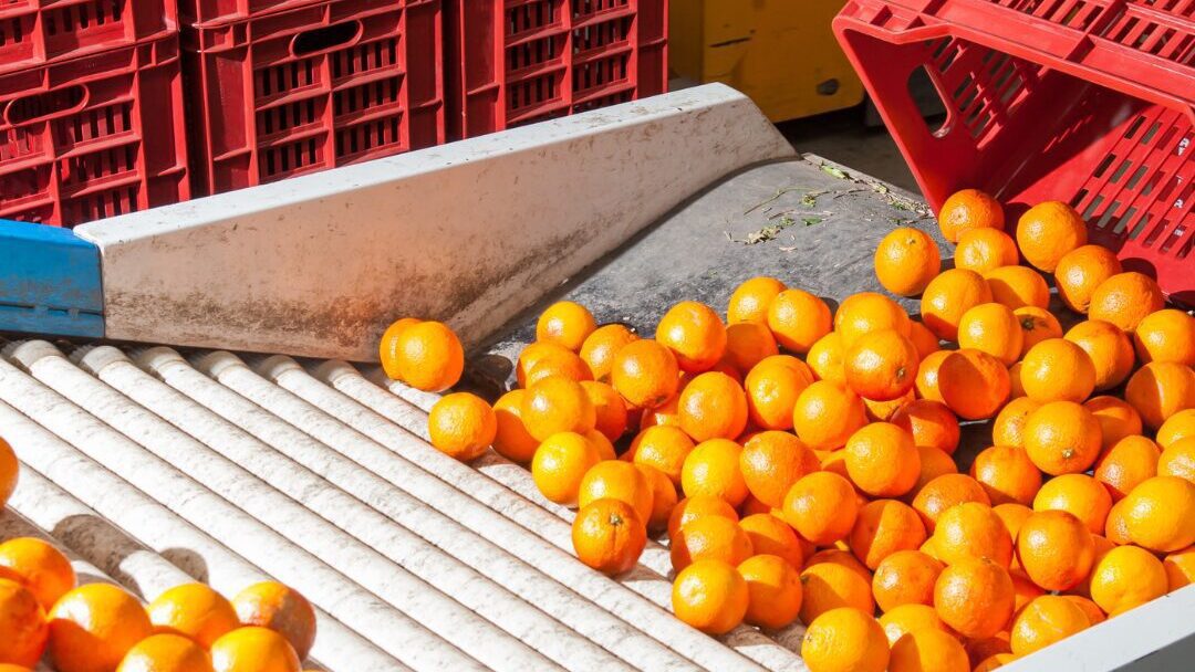 Export agroalimentare Calabria