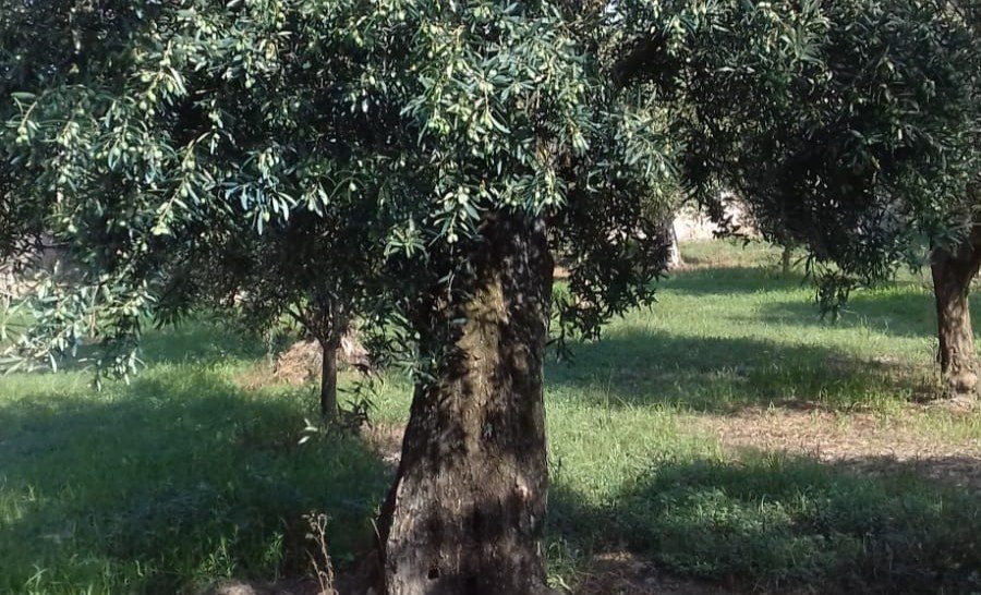 Albero di ulivo