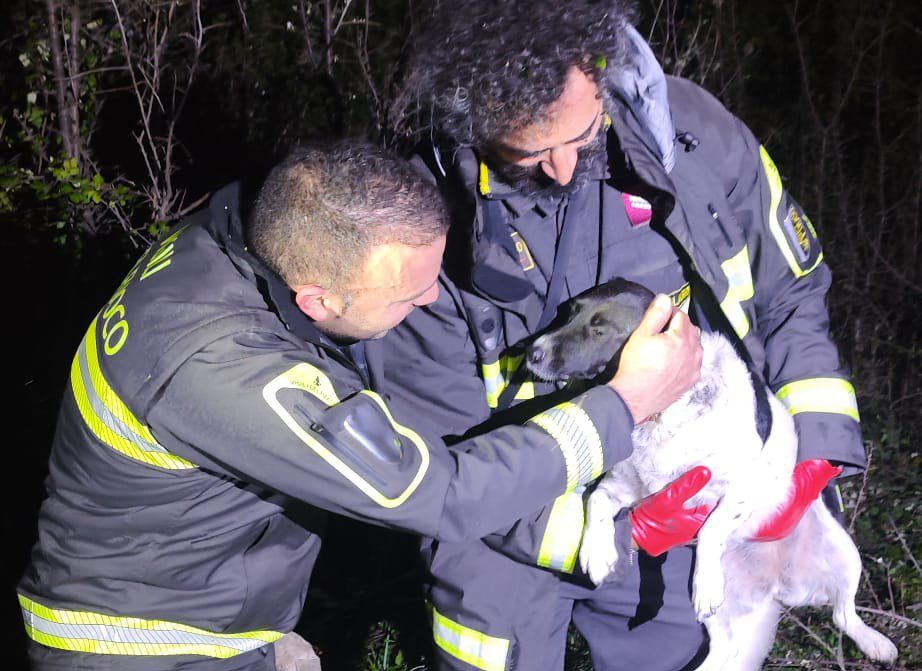 Cane salvato dai Vigili del Fuoco