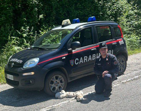 Cuccioli salvati