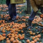 Lavoro agricolo
