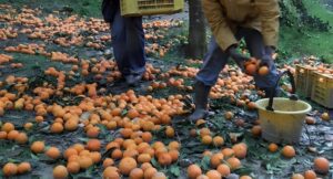 Lavoro agricolo