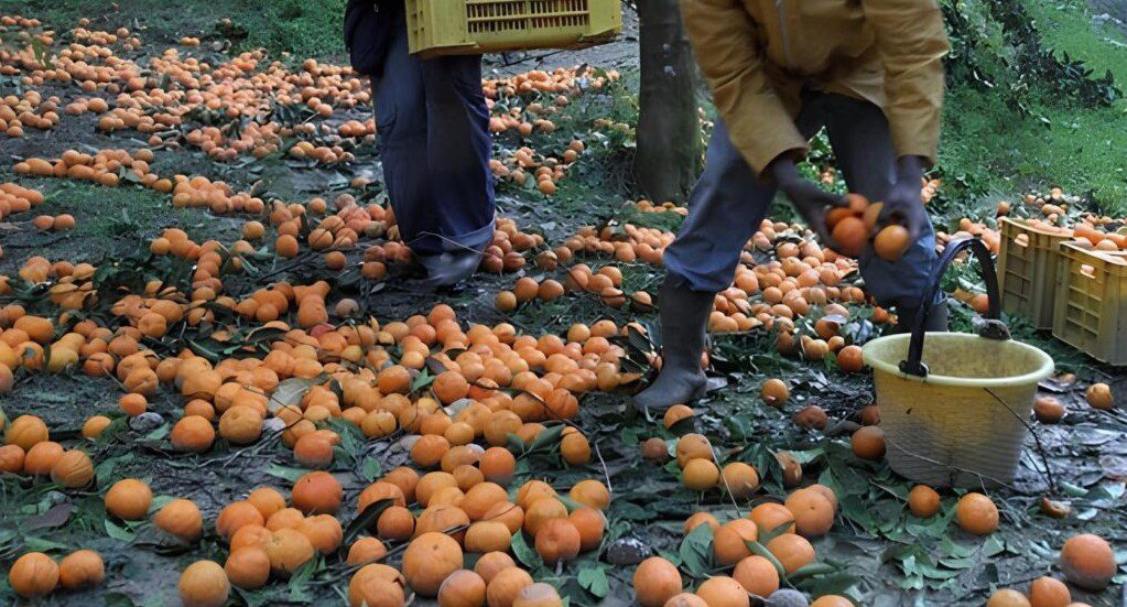 Lavoro agricolo