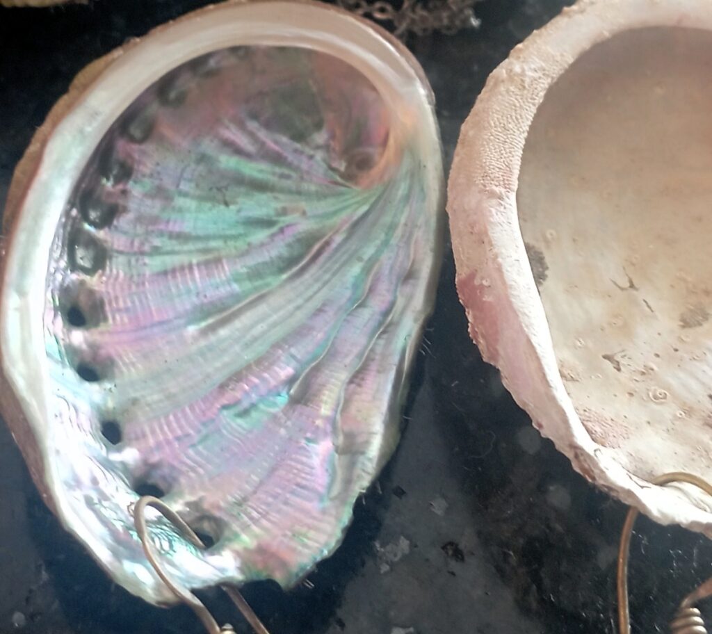 Orecchio di mare