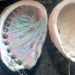 Orecchio di mare