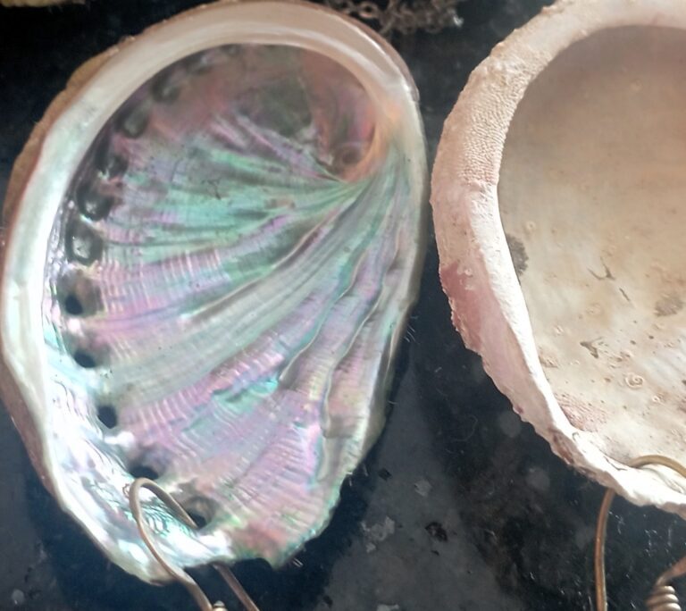 Orecchio di mare