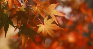 foliage eventi autunno