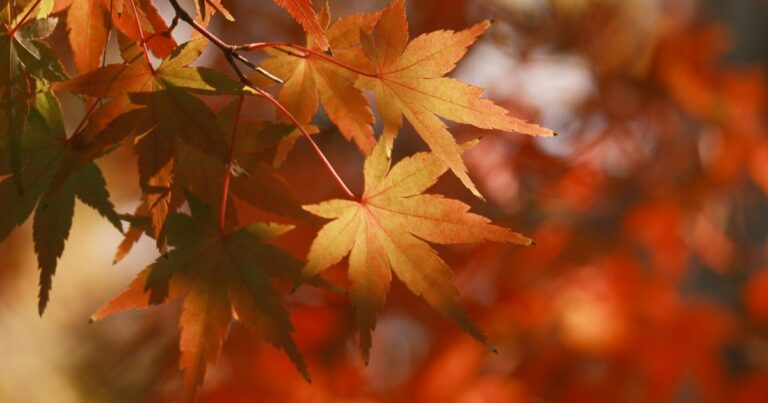 foliage eventi autunno
